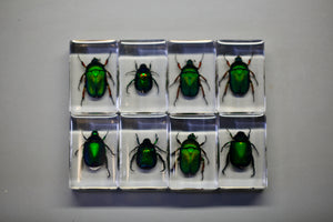 Scarab Chafer Beetle Specimen in Lucite Wholesale Natural Science Education Gift