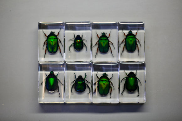 Scarab Chafer Beetle Specimen in Lucite Wholesale Natural Science Education Gift